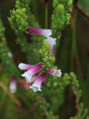 Erica macowanii