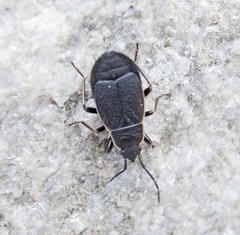 Pyrrhocoris marginatus