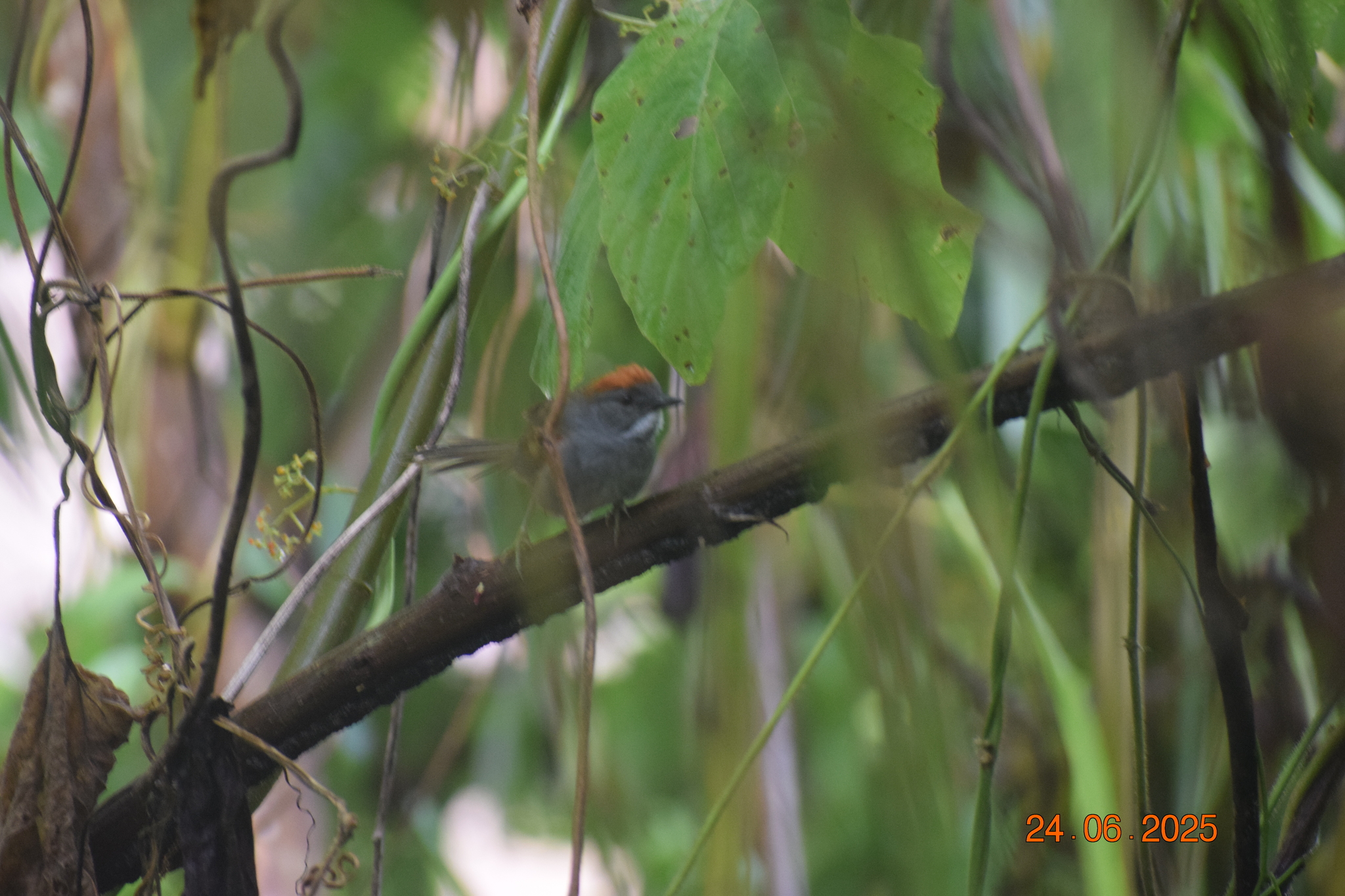 Dark-breasted Spinetail (Synallaxis albigularis), photo 1