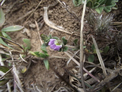 Blepharis integrifolia