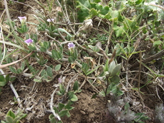 Blepharis integrifolia