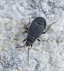 Pyrrhocoris marginatus