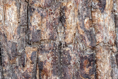 Tamopsis fickerti