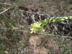 Ornithogalum juncifolium