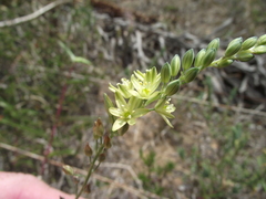 Ornithogalum juncifolium