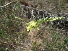 Ornithogalum juncifolium
