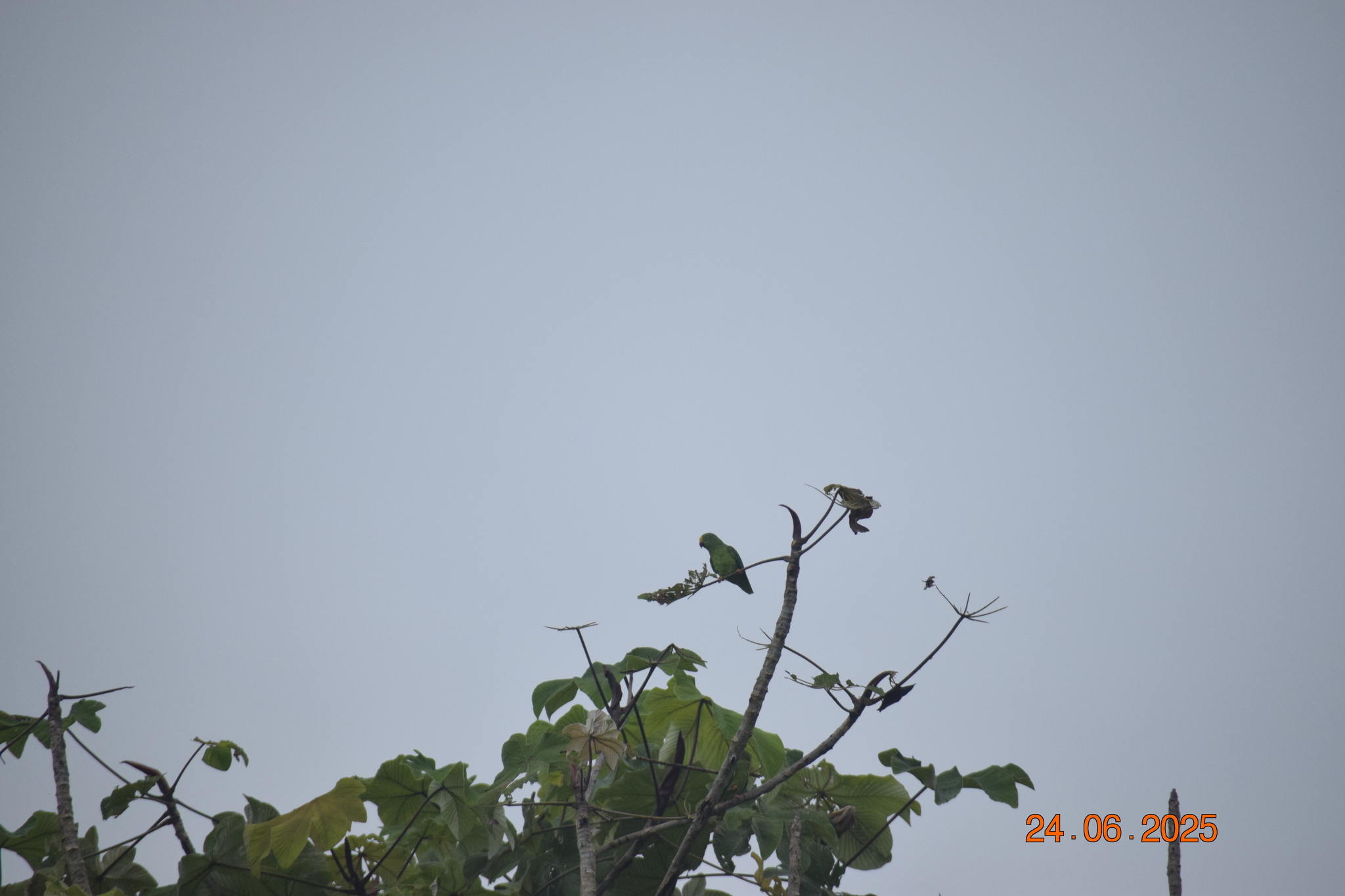 Tui Parakeet (Brotogeris sanctithomae), photo 4