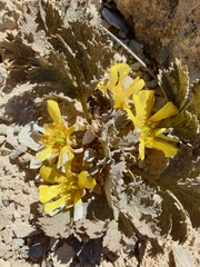 Ranunculus paucifolius