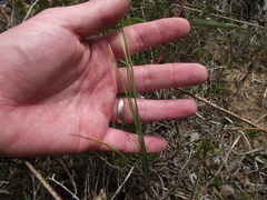 Ornithogalum juncifolium