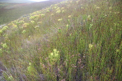 Erica barbigeroides