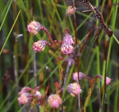 Erica barbigeroides
