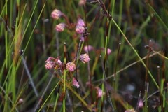 Erica barbigeroides