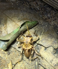 Cosmoderus