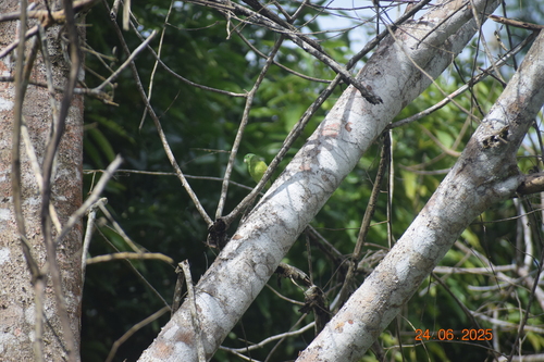 Riparian Parrotlet (Forpus crassirostris), photo 4