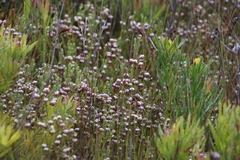 Erica cumuliflora