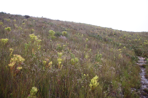 Image of Erica cumuliflora by (c) Tony Rebelo, some rights reserved (CC BY-SA)