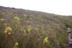 Erica cumuliflora