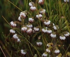 Erica cumuliflora