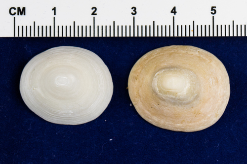 Whitecap Limpet