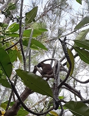 Callosciurus caniceps