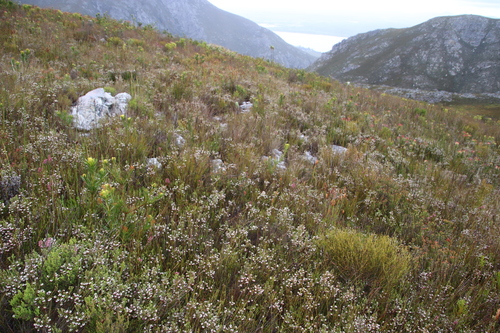 Image of Erica cumuliflora by (c) Tony Rebelo, some rights reserved (CC BY-SA)