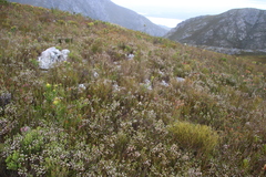 Erica cumuliflora