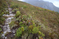 Erica cumuliflora