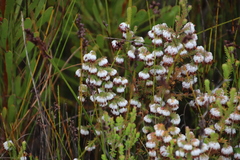 Erica cumuliflora