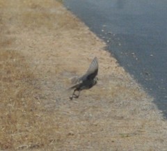 Cincloramphus cruralis