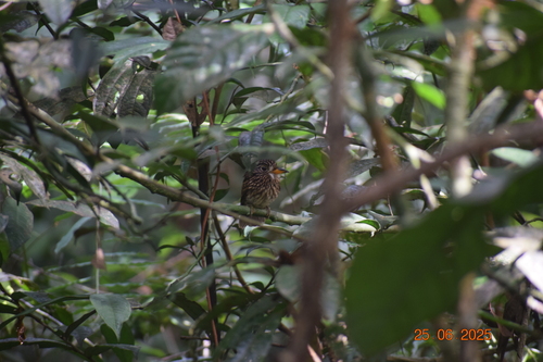 White-chested Puffbird (Malacoptila fusca), photo 2