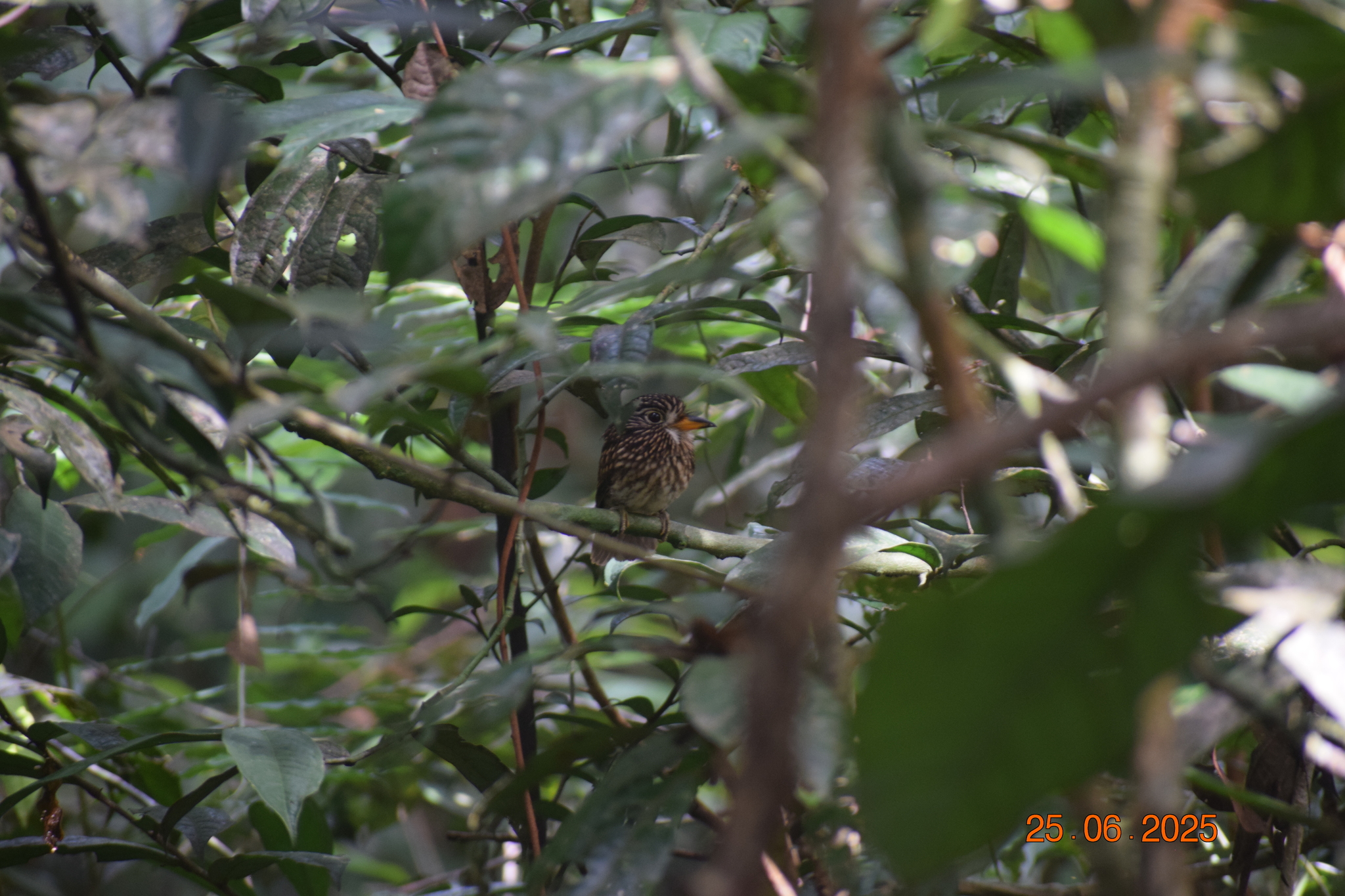 White-chested Puffbird (Malacoptila fusca), photo 2