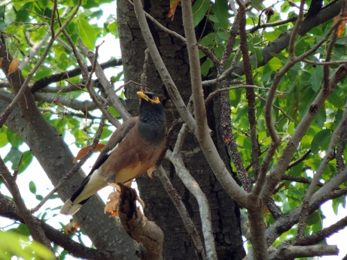 Common Myna