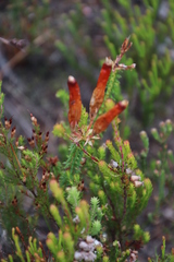 Erica aristata