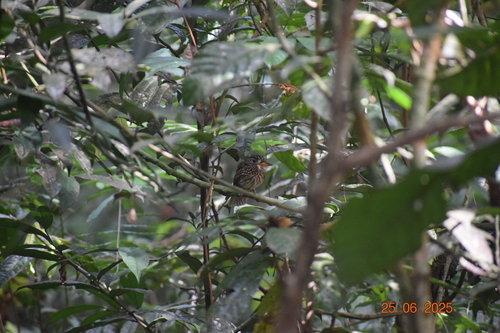 White-chested Puffbird (Malacoptila fusca), photo 3