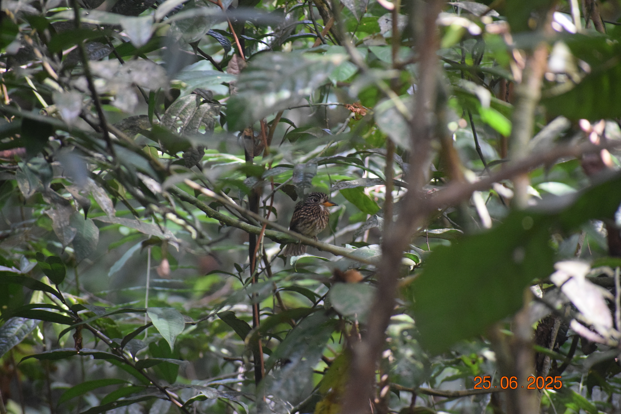 White-chested Puffbird (Malacoptila fusca), photo 3