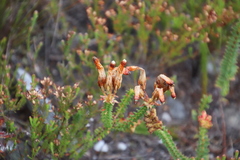 Erica aristata