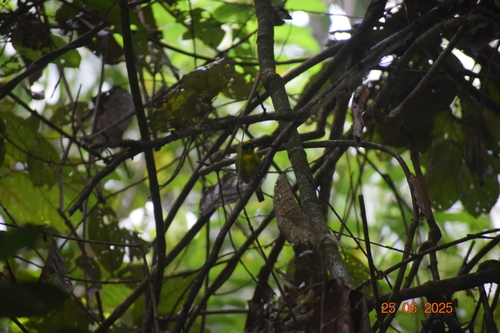 Green-and-gold Tanager (Tangara schrankii), photo 8