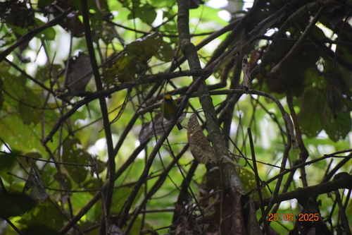 Green-and-gold Tanager (Tangara schrankii), photo 6
