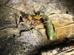 Cosmoderus