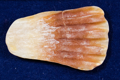 Argopecten ventricosus
