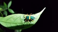 Paryphes