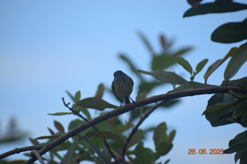 Spotted Tody-Flycatcher (Todirostrum maculatum), photo 10