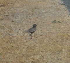 Cincloramphus cruralis