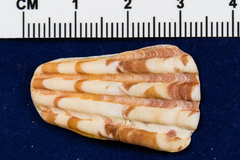 Argopecten ventricosus