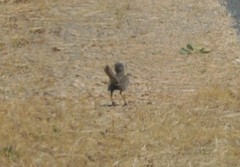 Cincloramphus cruralis