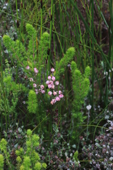 Erica holosericea