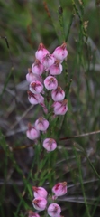 Erica holosericea