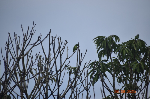 Riparian Parrotlet (Forpus crassirostris), photo 9