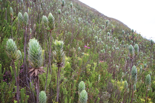 Image of Zyrphelis corymbosa by (c) Tony Rebelo, some rights reserved (CC BY-SA)