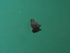Cangetta hartoghialis